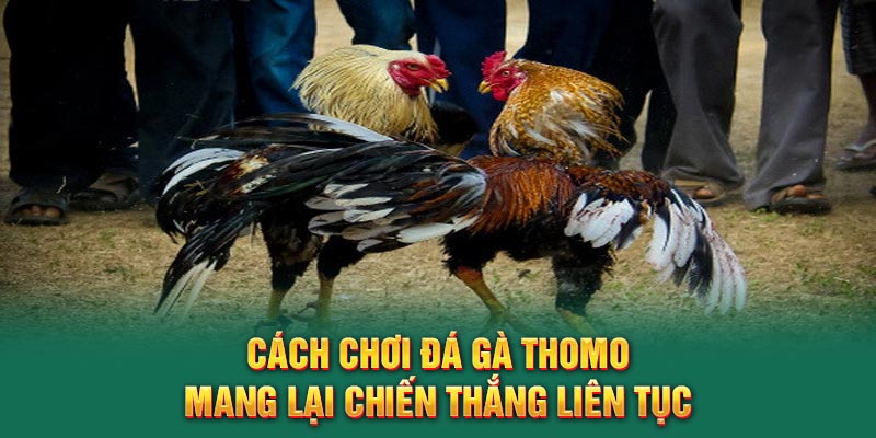 Cách chơi đá gà Thomo mang lại chiến thắng liên tục